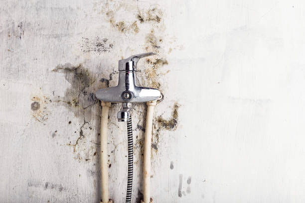 Best Residential Mold Remediation in Barry, IL