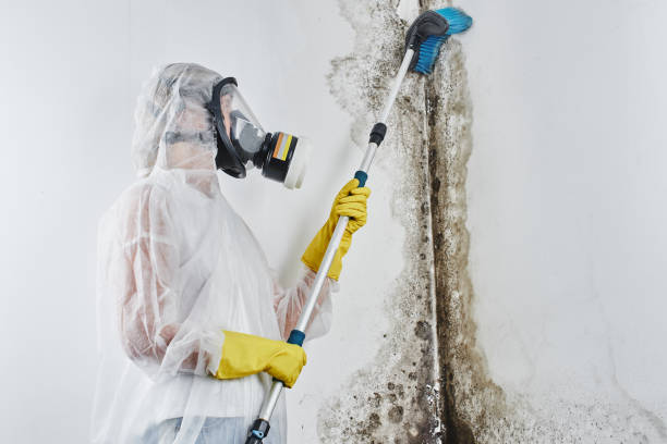 Best Residential Mold Remediation in Barry, IL