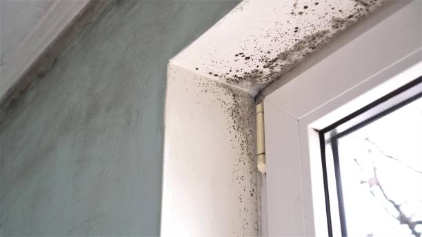 Best DIY Mold Remediation Support Services in Barry, IL