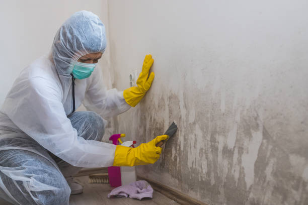Best Industrial Mold Remediation in Barry, IL