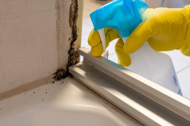 Trusted Barry, IL Mold Remediation Experts