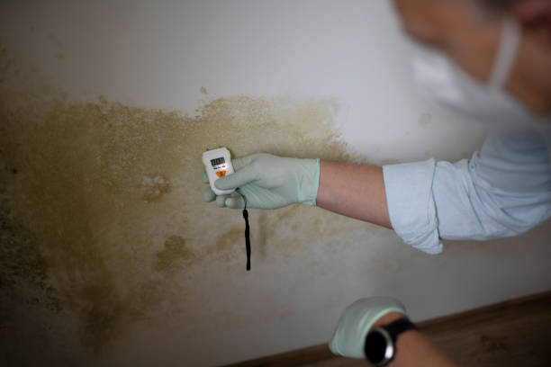 Best Black Mold Remediation in Barry, IL