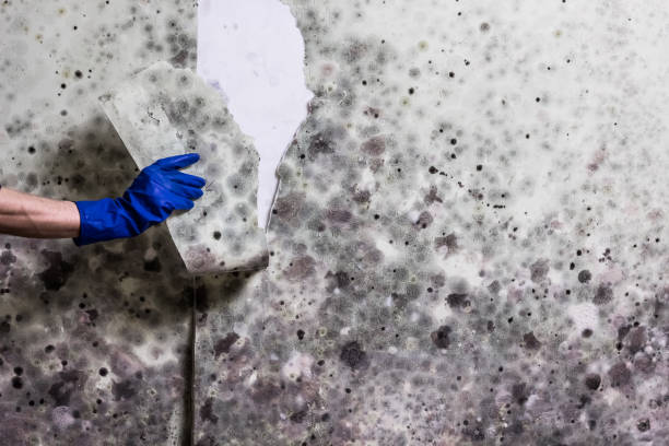 Best Mold Testing and Inspection Services in Barry, IL